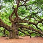 Trees in Florida