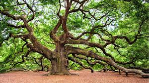 Trees in Florida