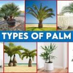 Different Types of Palm Trees