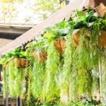 Best Hanging Plants