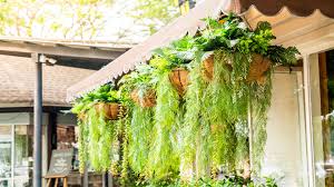 Best Hanging Plants