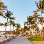 Palm Trees in Florida