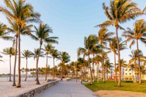 Palm Trees in Florida