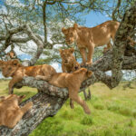 Can Lions Climb Trees