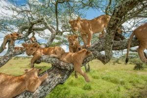 Can Lions Climb Trees