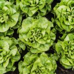 Lettuce Companion Plants