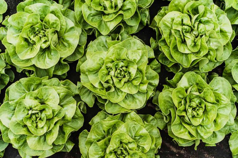 Lettuce Companion Plants