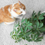 How to Keep Cats Away From Plants